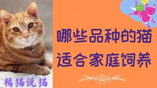 5个品种的猫最适合家庭饲养(橘猫说猫7)