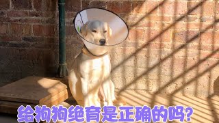 狗狗绝育后回到家的精神状态会怎样？大家还会选择给狗狗绝育吗？