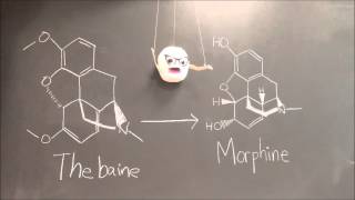 Transformation of Yeast