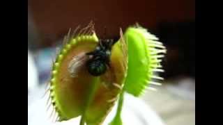 Carnivorous Plant- Flytrap eating a Fly by trapping insect and flies