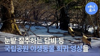 눈밭 질주하는 담비 가족 등 국립공원 야생동물 희귀 장면 공개