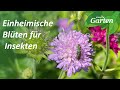 Insekten fliegen am liebsten auf einheimische Blühpflanzen | MDR Garten