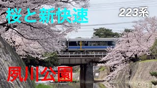 【圧倒的】夙川公園、満開の桜#さくら #阪急電車