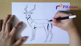 How to Draw Impala step by step