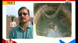 Chandrapur : Cheetah Found Dead In Well