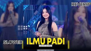 Ilmu Padi CANTIKA DAVINCA Feat MUARA BINTANG. SLOWED & REVERB