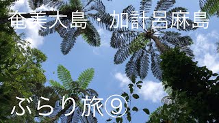 奄美大島・加計呂麻島⑨ (名瀬港、金作原原生林、田中一村終焉の家、かがんばなトンネル、渡連キャンプ場、安木屋場集落、西郷南州翁遺跡、佐仁海岸)