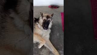 🐶Bujuku bujukka?🤣His reation#germanshepherd #puppy #doglover #doglover#youtubeshorts#vadivelucomedy