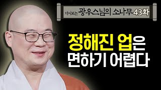 정해진 업은 면하기 어렵다 [초심으로 돌아가는 광우스님의 소나무 43화]