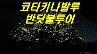 코타키나발루 '봉가완 반딧불투어' 4인 가족 솔직후기 : 제셀톤포인트에서 호구 당하지 않는 방법-말레이시아(5)🇲🇾