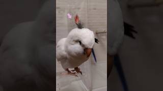 【オキナインコ】白い鳥にド派手インコの羽根をつけてみたら…　#オキナインコ　#アカクサインコ