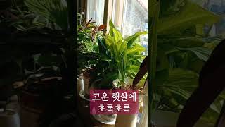 겨울에도 초록초록 #shorts