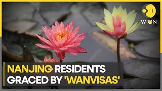 Bicolored water lilies in full bloom at China's Xuanwu lake | Latest English News | WION