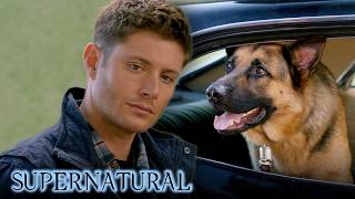 And Just Like That, Dean Can Talk to Dogs | Supernatural