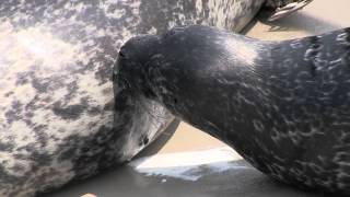 アザラシのおっぱいは濃厚~Breast-feeding of Habour Seal