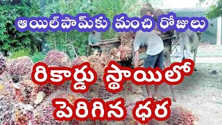 ఆయిల్‌పామ్‌కు మంచి రోజులు - రికార్డు స్థాయిలో పెరిగిన ధర