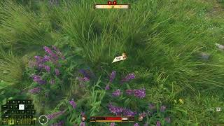 KCD2 How to Finish Pick Chamomile, Pick Sage, - Kingdom Come Deliverance 2