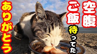 極寒 空腹で待ってる猫たちにご飯をあげたら・・・ さくらねこへの給餌 癒され野良猫動画