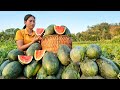 Harvesting Watermelon Goes to Market sell - Complete the Melon Rig - Gardening | Tran Thi Huong