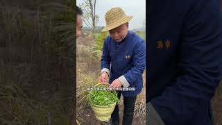 怀化春天的这些野菜你吃过几种？怀化美食推荐 第五届湖南旅游发展大会