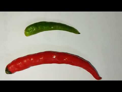 Do green chillies turn red?