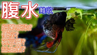 鬥哥生病了 鬥魚有腹水症狀 怎麼辦? | Dropsy in Betta Fish | How To Treat DROPSY In Fish