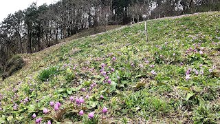 今が見頃！埼玉県小川町カタクリとニリンソウの里！道の駅おがわまち！