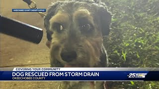 Okeechobee deputies rescue dog trapped in storm drain