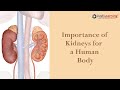 Human Kidney | Functions Of Human Kidney Explained | Just Learning