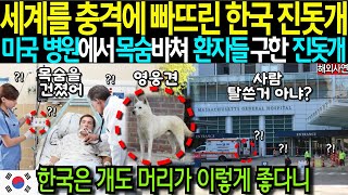 [해외감동사연] 한국 진돗개, 주인을 찾아 수백 킬로를 달려와 목숨 바쳐 구한 용맹함에 발칵 뒤집어져 난리난 미국 상황