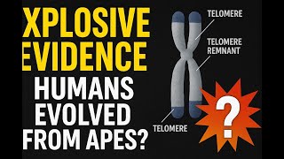 The Smoking Gun of Evolution? The Fusion of Human Chromosome 2 Explained.