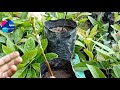 how to grafting avocado tree examples _ አቮካዶን እንዴት እናዳቅል _ ከችግኙ ጀምሮ avocado ማዳቀል grafting