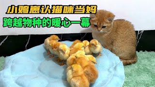 小鸡崽认猫咪当妈，猫妈妈喜得贵子寸步不离，跨越物种的爱