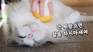 요즘 유행하는 빗으로 고양이 10마리를 빗긴다면?