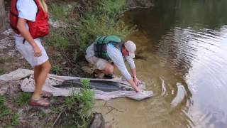 Alligator Gar Research on the Yellow River