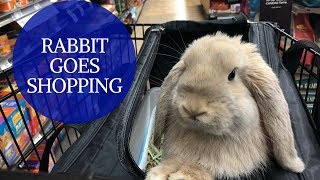 Rabbit Goes Shopping