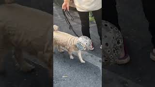 The Dog That Can't Resist Poop: Its Hilarious Jar - Protection!