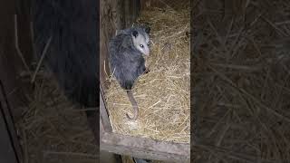 I caught a crazy possum in the chicken house stealing eggs #shorts