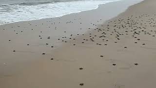 Olive ridley turtle hatching  20230413 054505244