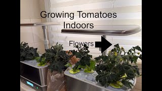 Growing my salad indoors, hydroponically.  Grow your own food.  #wig2024