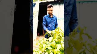 #গ্রিনটি ঠান্ডা কাশির অব্যর্থ #ঔষধ #তুলসী #viral #trending #agricuture #youtubeshorts #কৃষি