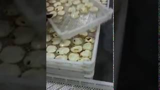 Automatic Egg Fryer 自動煎蛋機