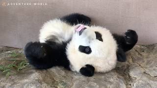 休園日の「彩浜（さいひん）」はいつもよりちょっぴり力を抜いてリラックス～Giant panda ‘’Saihin’’ relaxes and spends a holiday～