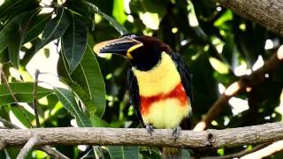 CHESTNUT-EARED ARACARI (PTEROGLOSSUS CASTANOTIS), ARAÇARI-CASTANHO, Free birds in nature.