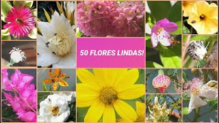 50 flores visitadas por abelhas! Flores que as abelhas gostam! #ABELHAS #ASF #FLORES