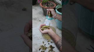 কলার খোসা দিয়ে তৈরি করুন এই জৈব সার | #shorts #flowers #viralshorts #minivlog #fertilizer