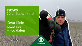 Dokrzewianie zbóż - jak, czym i kiedy? Odpowiedź na najtrudniejsze plantacje