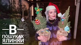 новорічні ялинки в ЕПІЦЕНТРі🎄: штучні, зрубані, натуральні в горщику//Монро 🇺🇦