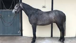 Ros - 147cm 2014 Gelding