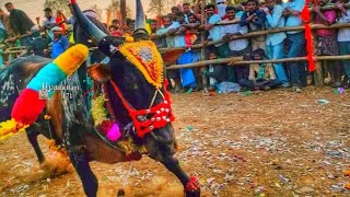 mungoda veerbadra Kanchinagular habba bull rece ಹೋರಿ ಹಬ್ಬ 2022